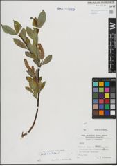 Foto von Salix hastata L.